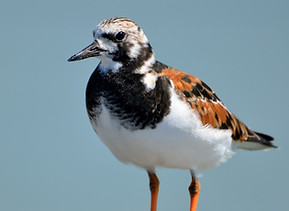 ruddy_turnstone_water_nature_animal_wild