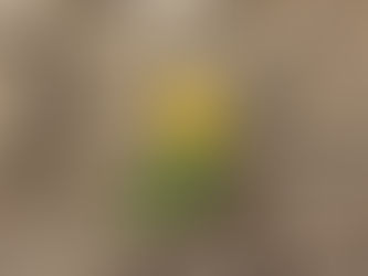 "לקורונה אין (עדיין) חיסון – אך אפשר להעמיד מולה חוסן" 'חוסן תעסוקתי' בעקבות משבר הקורונה-ענת בידץ