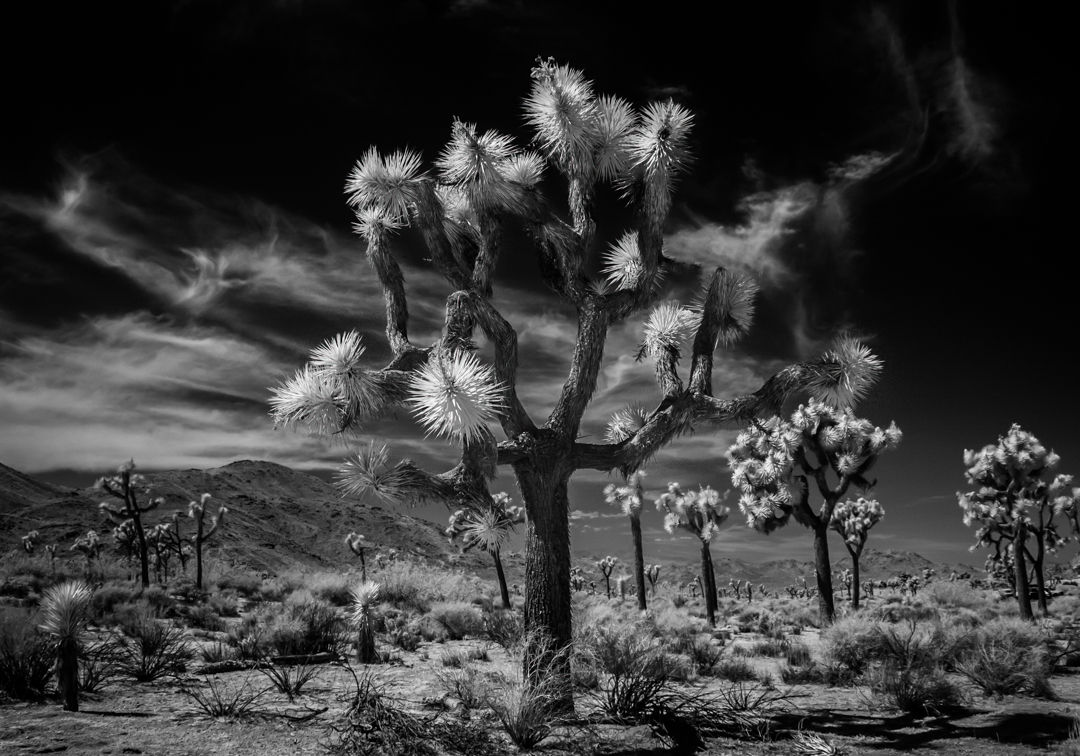 Joshua Tree