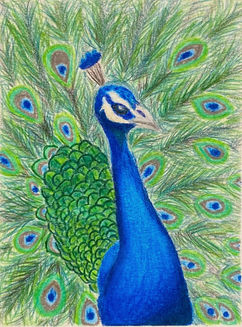 colored pencil peacock