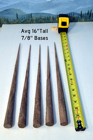 16-18 Inch Tall Old Growth Tree Trunk