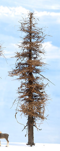 Fire Damage - Insect Infested -  7 Inch