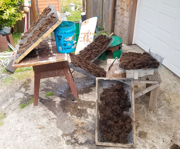 dyed coir drying outside.jpg