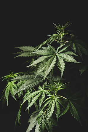 AdobeStock_278599070.jpeg