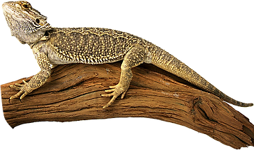 pngegg (13).png