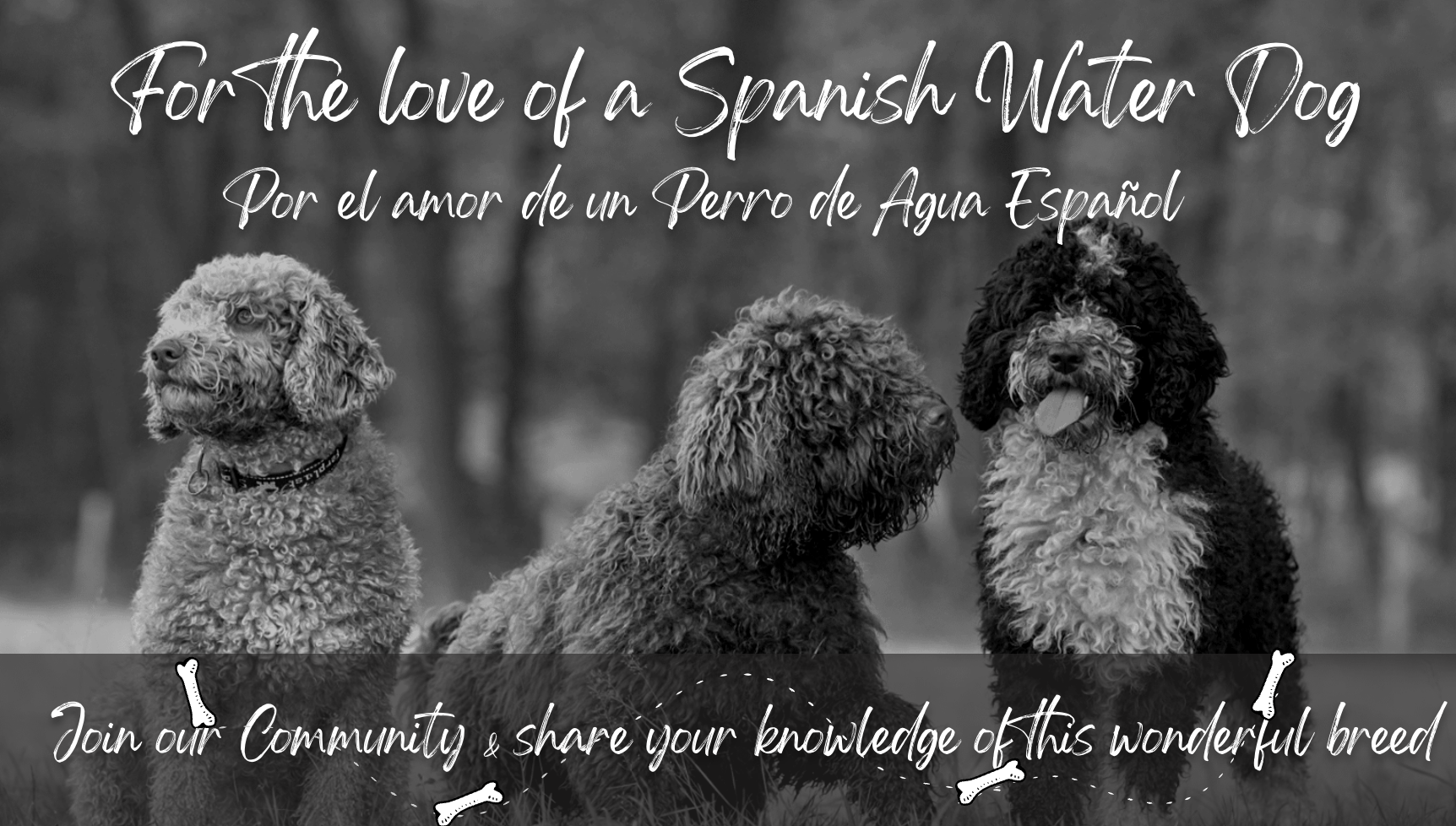 For the Love of a Spanish Water Dog Perro de Agua Español