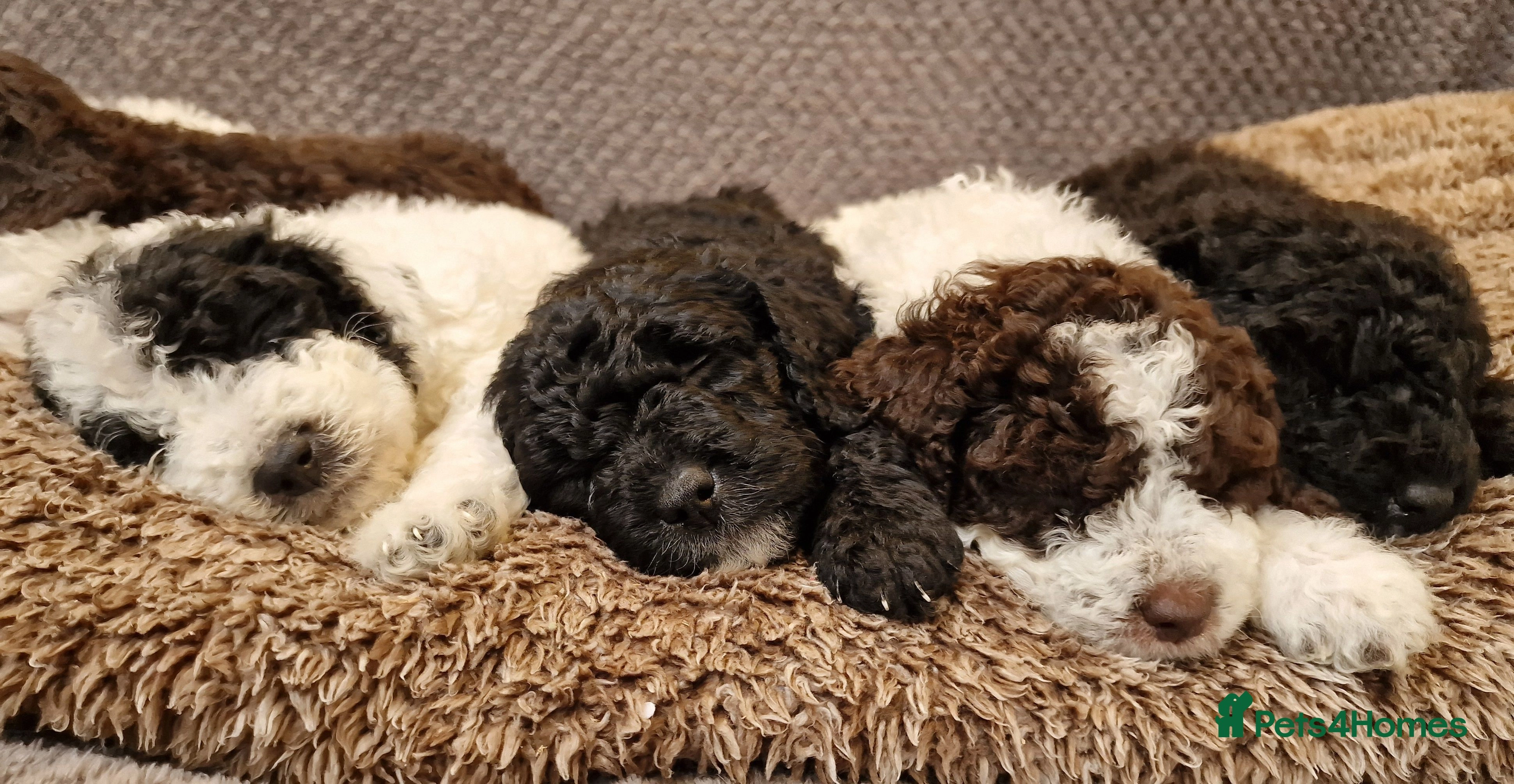Perro de agua espanol puppies store for sale