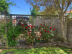 Pruned roses