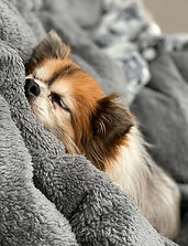 Long Coat Chihuahua
