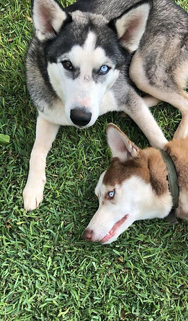Two Siberian Huskies