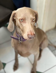 Grey Weimaraner