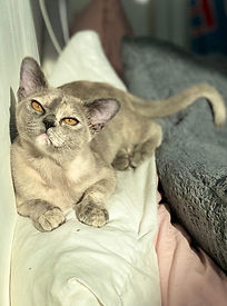 Blue Burmese Cat