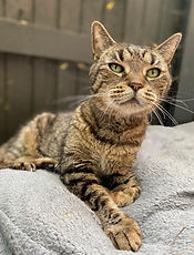 Tortoiseshell Moggy Cat