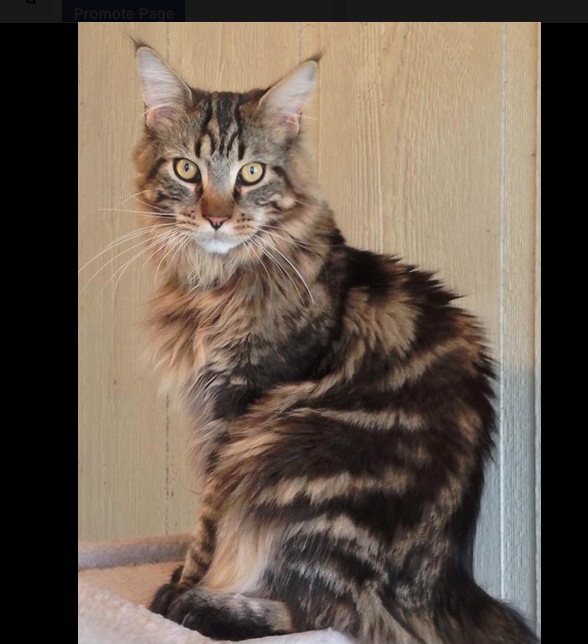 Lost cat found! Jones is home!