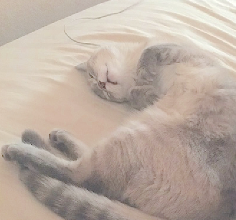 lost cat found after 6 days in wall