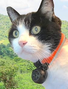 WEARABLE_CAT_COLLAR_CAMERA-rafrica.png