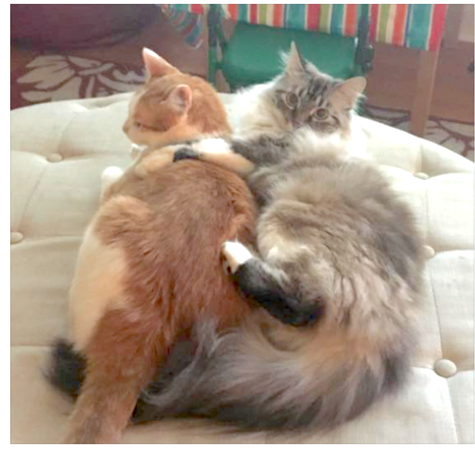 Cat lost for months back with his sister.