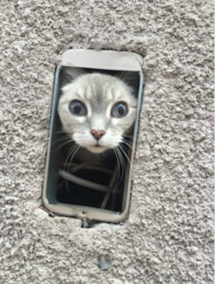 Lost kitten found in wall Nevada