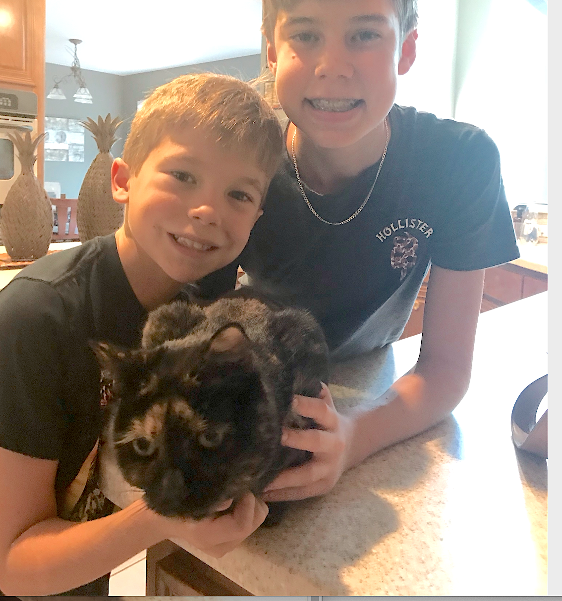 Escaped indoor cat found w pet detective