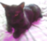 Lost cat for 13 days found with lost cat