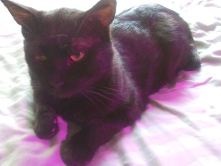 Cat lost in Texas 13 days is found!