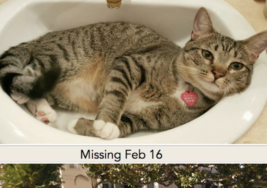 Hermosa Beach, CA lost cat found