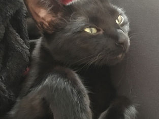 Thanks for creating your Lost Cat Kit! It was worth every penny.