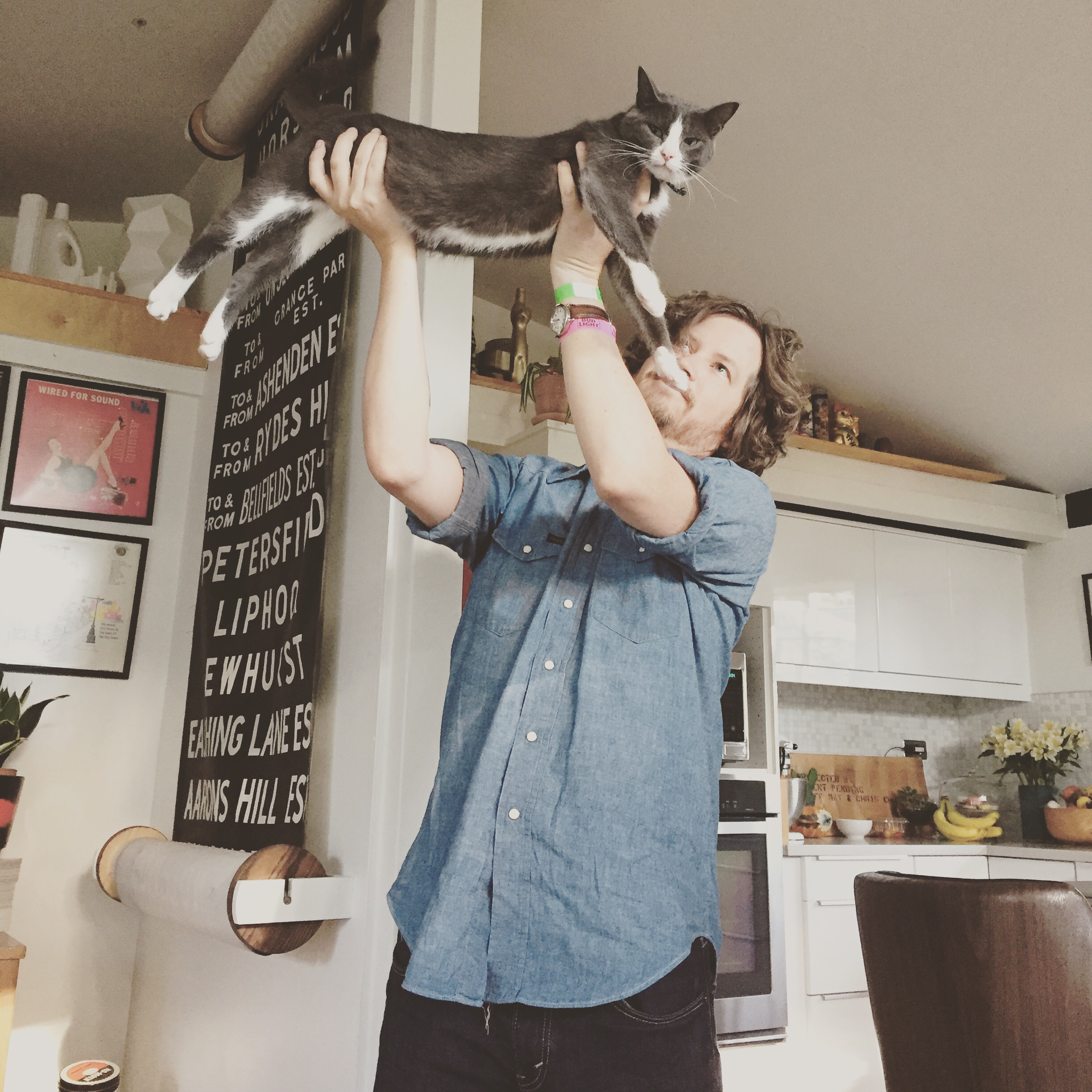 Lost cat found denver colorado