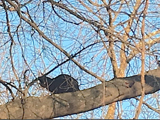 Lost cat found in tree