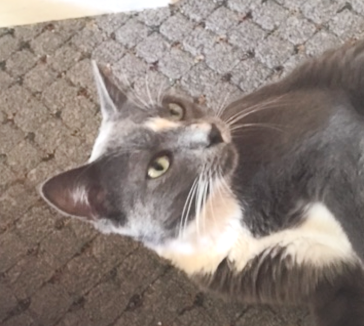 Lost cat found California 13 days