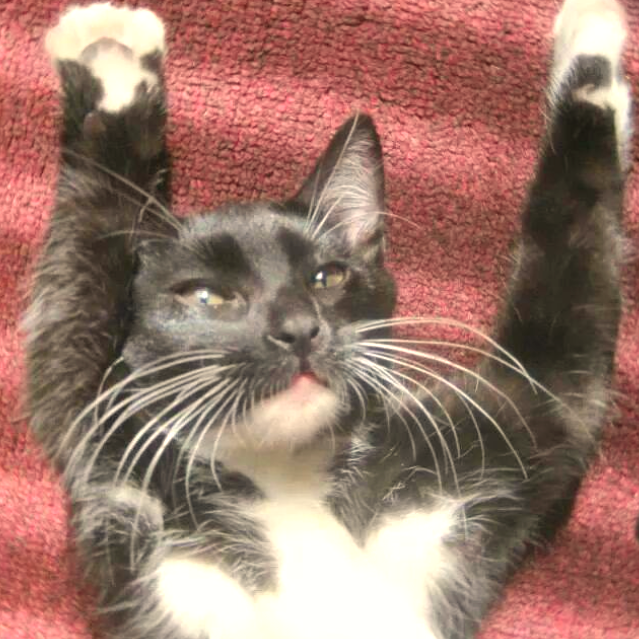 Thor lost cat found after 45 days