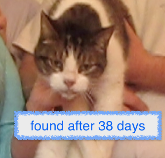 Lost cat found 38 days
