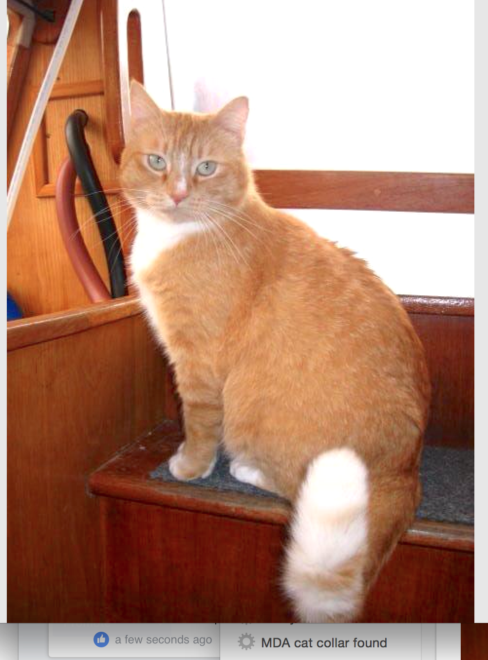 Cat on boat in Mexico missing.