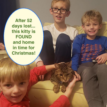 Cat lost 52 days is found in time for Christmas using Lost Cat Finder coaching.