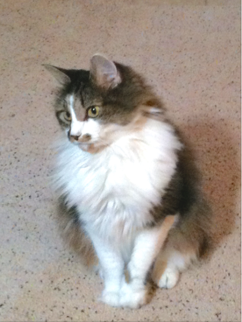Lost Cat Virginia found cat finder
