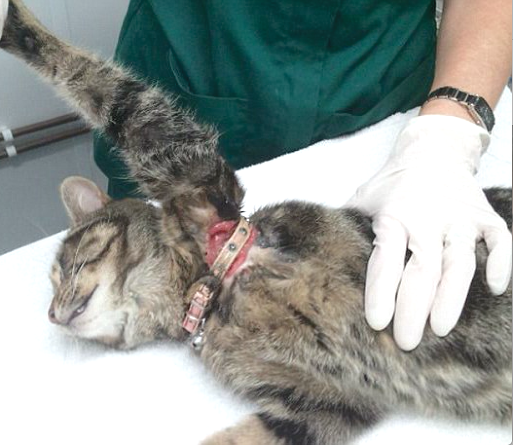 lost cat found collar injury