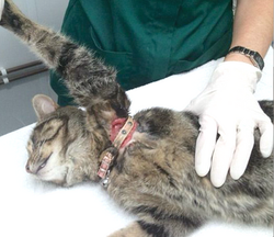 lost cat found collar injury