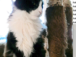 Lost foster Cat found after 8 weeks.