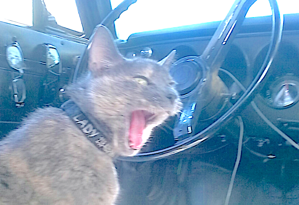 cat found after 33 days
