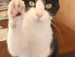 Train your cat to find lost cats!