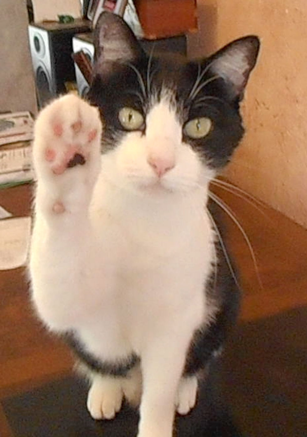 Henry the search & rescue cat.