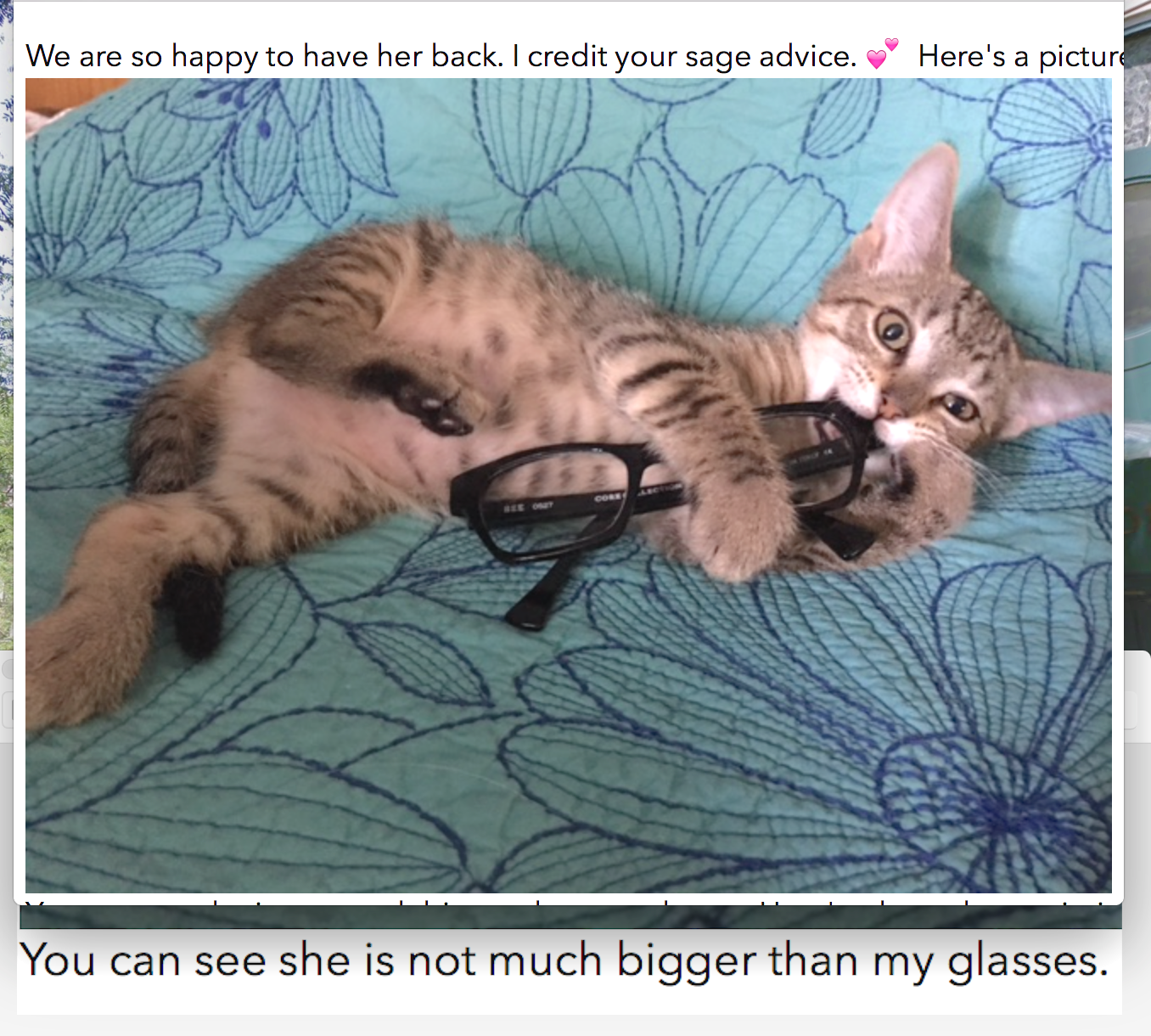New York hi-rise kitty found in a weird place after her escape.