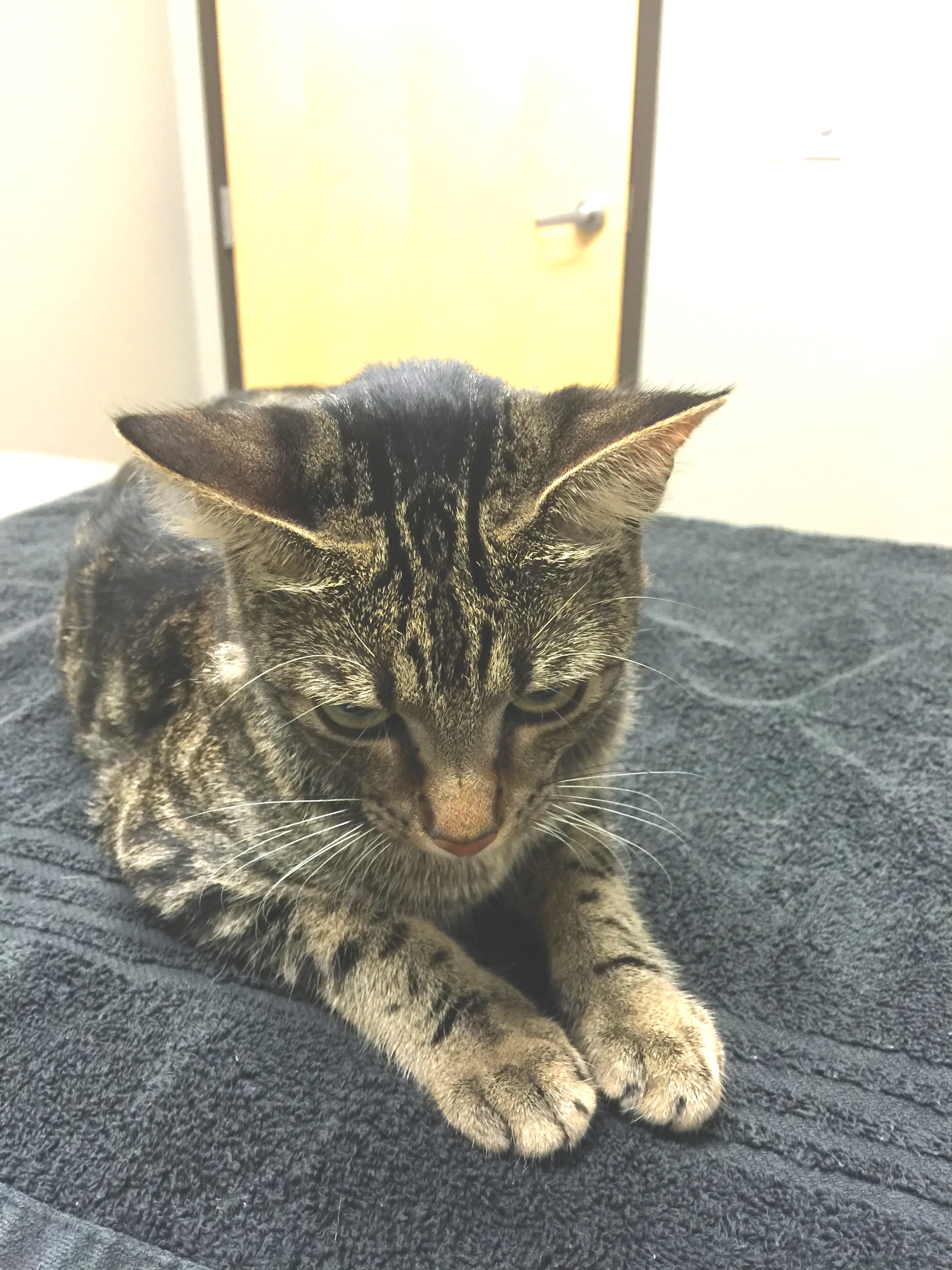 Margaret lost cat found at the vet