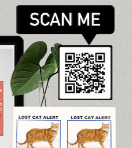 Missing Cat Where Can I Find A Pet How To Find Your Lost Cat Kit