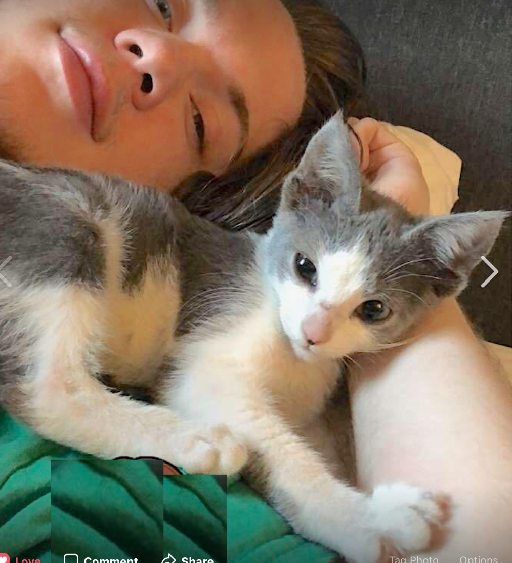 stolen kitten found