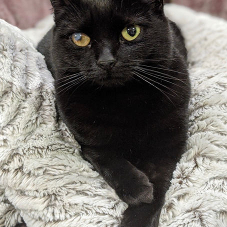 Dedicated owner finds lost cat after 19 days missing.