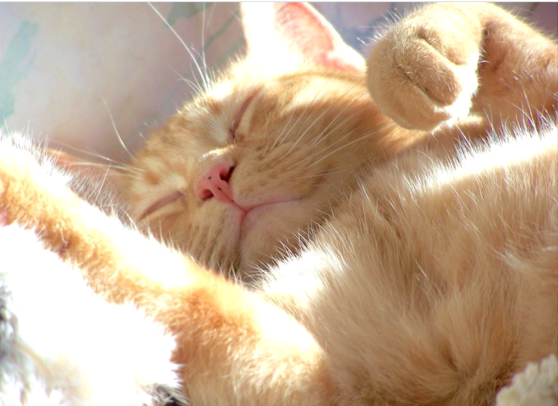 New Jersey cat found using pet detective