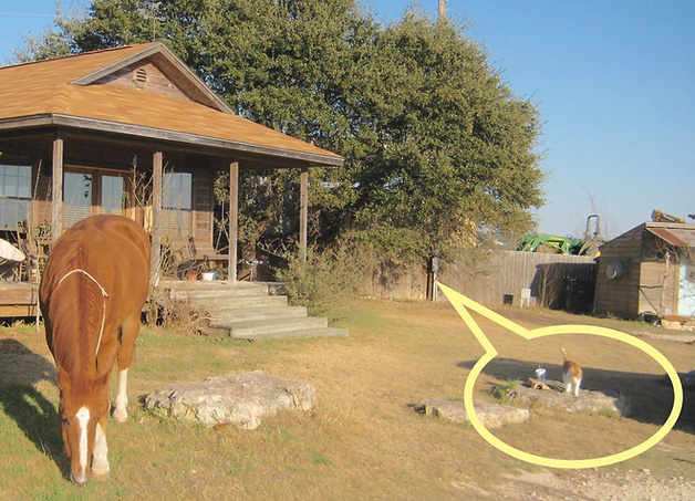 pet detective texas
