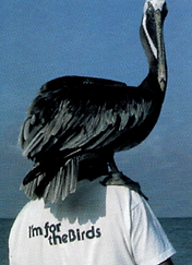 Suncoast Seabird in Indian Shores, Florida