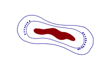 Absorvente externo.png